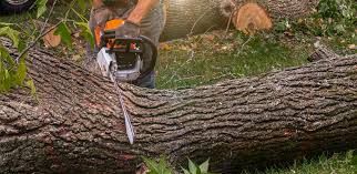 Best Fruit Tree Pruning  in Byron, IL