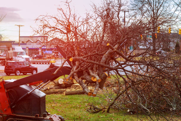 Best Hedge Trimming  in Byron, IL