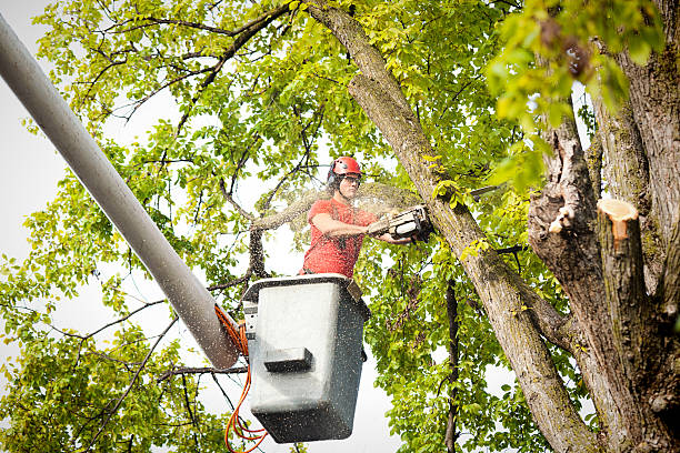 How Our Tree Care Process Works  in  Byron, IL