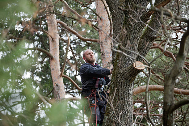 Best Tree Risk Assessment  in Byron, IL